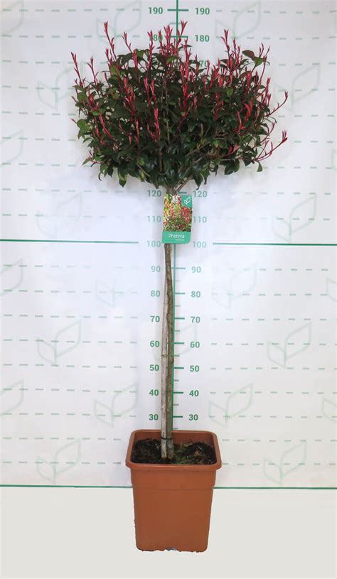 Photinia X Fraseri Carre Rouge 25L Ht 90 100 140 160