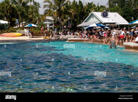 Sea World Dolphin Cove Orlando Florida Usa Stock Photo Alamy