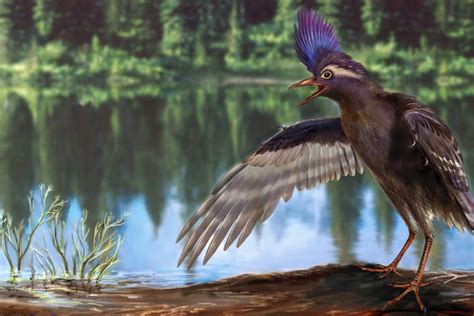 Oldest Known Bird Ancestor That Depends On Your Definition Nbc News
