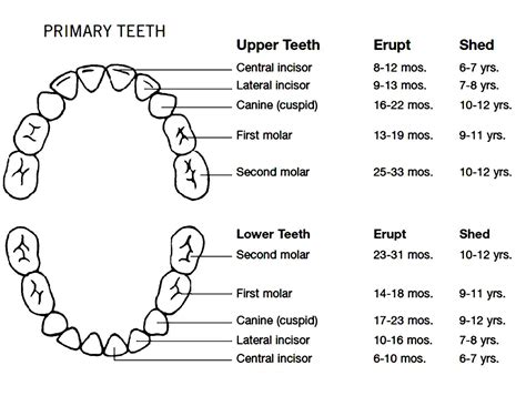 10 Teeth Chart Sample