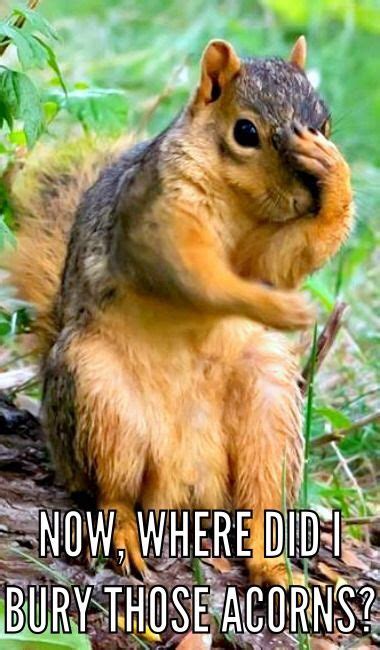 Pin By Pam Brundage On Just Sayin Squirrel Funny Cute Squirrel Animals