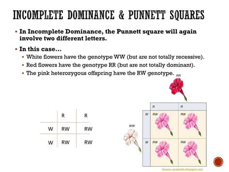 one possible title master the concept of punnett squares for x linked traits worksheet