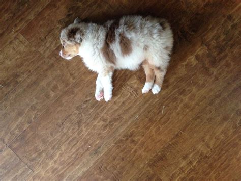 My Two Month Old Australian Shepherd Puppy Nala