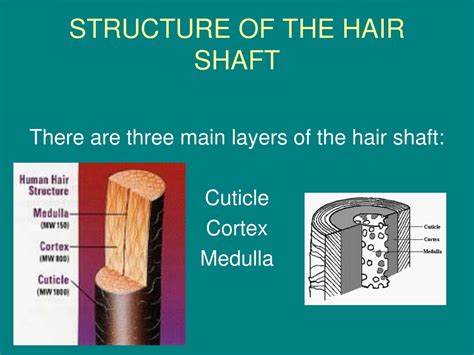 Ppt Properties Of The Hair And Scalp Powerpoint Presentation Free