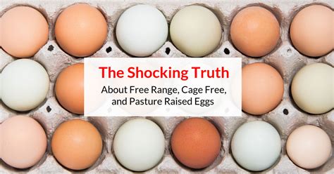 The Shocking Truth Between Free Range Cage Free And Pasture Raised
