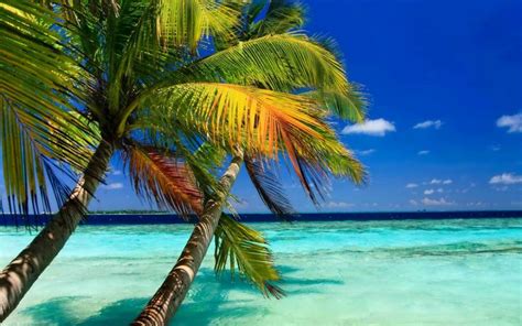 Tropical Island Beach Palm Tree Paradise Palm Trees At