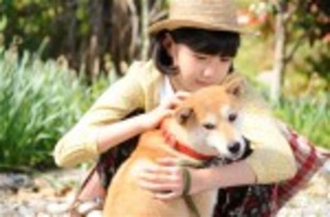 DVD終戦ドラマスペシャル 犬の消えた日作品詳細 GEO Online ゲオオンライン