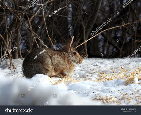 Wild Rabbit Snow Winter Stock Photo Edit Now 1122954158 Wild Rabbit