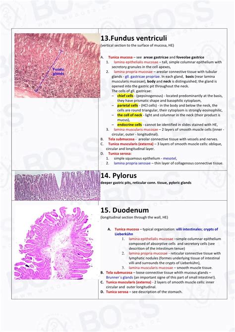 Histology Slide Guide