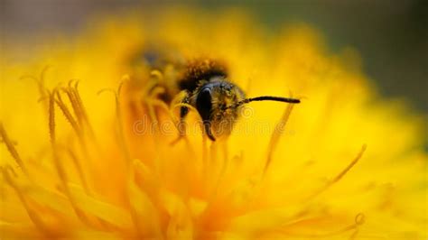 Honey Bee Collecting Pollen In A Dandelion Flower Yellow Flower Stock