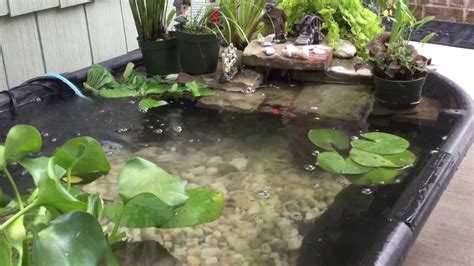50 Gallons Stock Tank With Goldfish And Aquatic Plants Youtube
