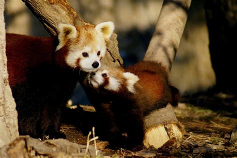 Mother And Baby Red Panda By Christian Mokri Via 500px Red Panda