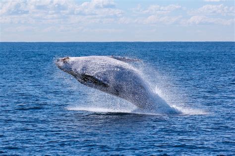 Gray Whale Breaching Photo By Georg Wolf On Unsplash Maine Island