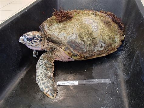 Some Rare Turtles Check In For Treatment The Turtle Hospital Rescue