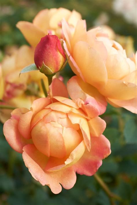 The dark pink blooms boast a lovely fragrance of peony and spices. The Lady of Shalott rose | Beautiful flowers, Pretty ...