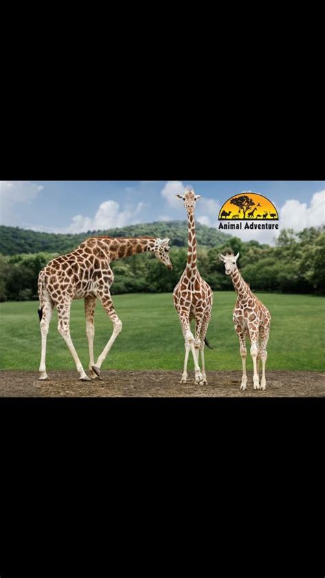 Along with two giraffes named oliver and johari. Pin by Lynn Hudock on April, Oliver, Tajiri, Azizi ...
