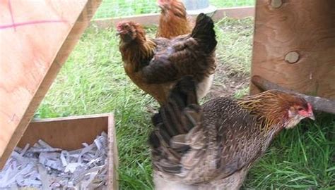 This is because it takes how long do you boil chicken legs? How Do Eggs Form? | Sciencing