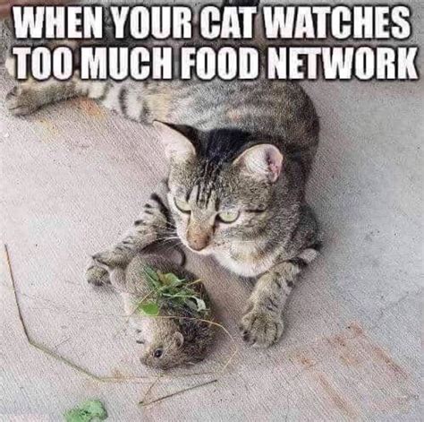 Funny Cat Memes Clean