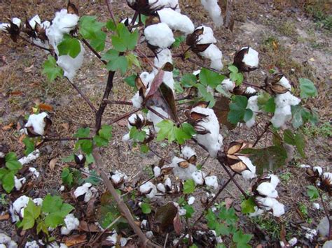 Southwest Florida Shoreline Studies Wild Cotton