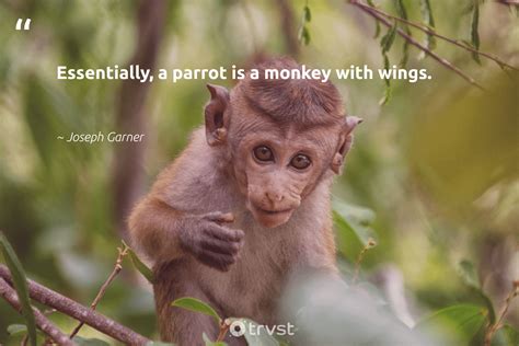 Top 100 Funny Monkey Quotes Sayings