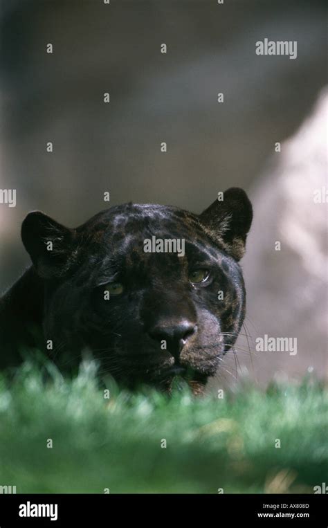 Black Jaguar Stock Photo Alamy