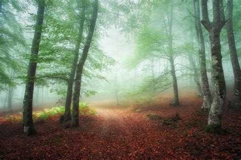 Path In Foggy Forest Stock Image Image Of Mood Beech 82182757