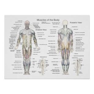 The muscles labelled in the anterior muscles diagram shown above are listed in bold in the following table Anterior Muscles Gifts on Zazzle