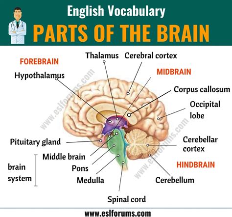 Parts Of The Brain Different Parts Of Brain And Their Functions