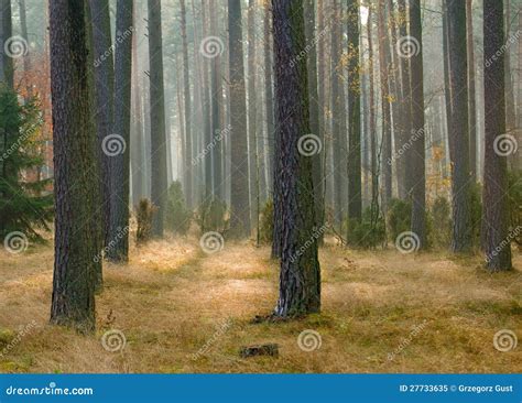 Autumn Pine Forest Royalty Free Stock Photo Image 27733635
