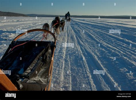 Dog Sledding In Jukkasjärvi Near Kiruna Sweden Across The Frozen
