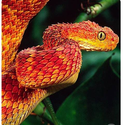 ¿serpiente Dragón Colorful Snakes Colorful Animals Cute Animals