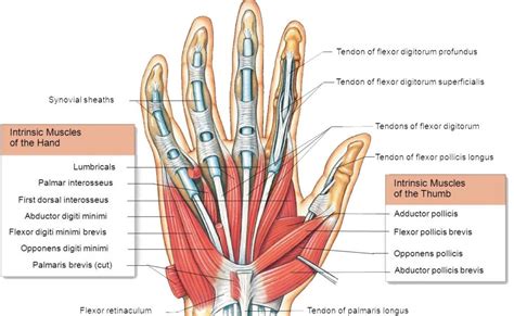 Tendon Diagram Of Wrist Image Result For Hand Muscles And Tendons