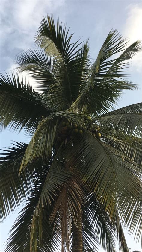 🥥coconut Tree🥥 Coconut Tree Aesthetic Wallpaper 🌴 Scenery