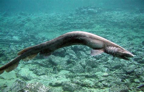 Top 10 Frilled Shark Characteristics That Have Helped It Survive
