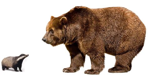 Brown Bear Png Image Brown Bear Transparent Background Clip Art Library