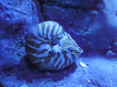Nautilus Zoochat