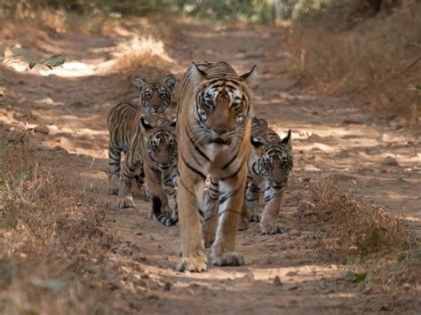 Where Are The Best Places To See Tigers In India Etg Blog