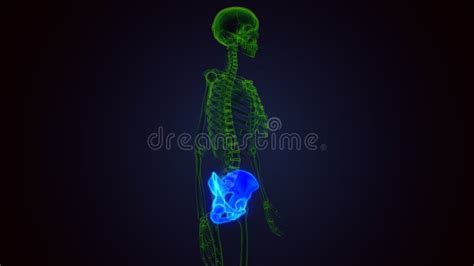 Human Skeleton Hip Bone Anatomy 3d Render Stock Illustration