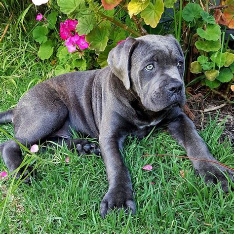 67 American Cane Corso Breeders Picture Bleumoonproductions