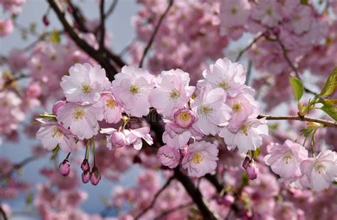 Japanese Cherry Sakura Tree Blooming Stock Photo Image Of Pink