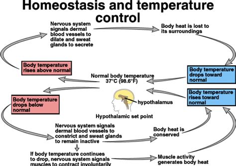 Thermoregulation Homeostasis