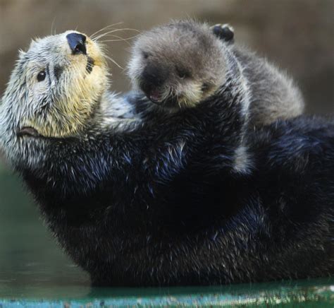 Names For Seattles Baby Sea Otter Will Be Up For Voting Next Week Knkx