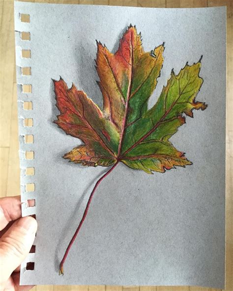 Maple Leaf In Colored Pencil Color Pencil Drawing Maple Leaf
