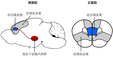 ラットの脳の異なる領域の図 沖縄科学技術大学院大学 Oist