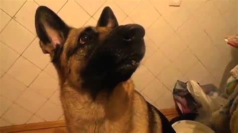 Epic Dog Facial Expressions Epic Dog Video Youtube
