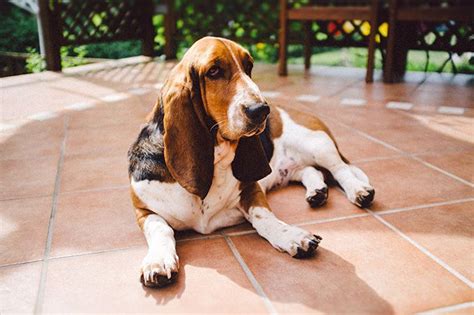 Basset Hound Dog Breed Information Pictures Characteristics And Facts