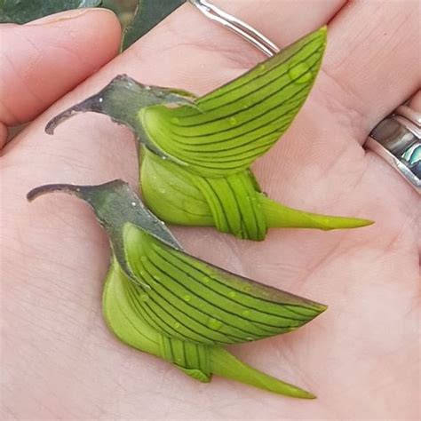 This Strange Plant Has Flowers With Petals Shaped Like Hummingbirds