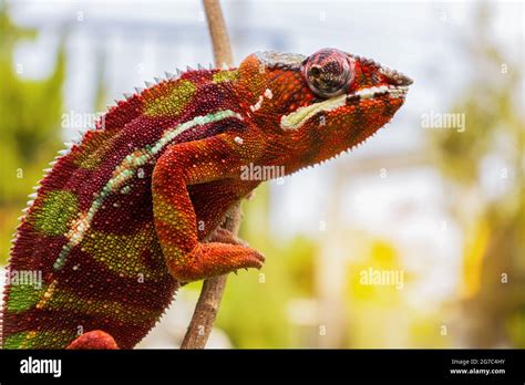 Animal Chameleon Panther Lizard Colorful Beautiful On Branch Stock