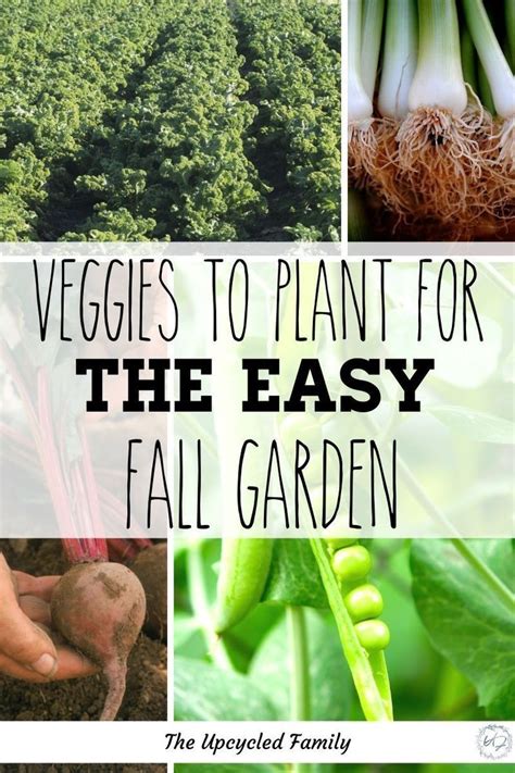 Vegetables To Plant For The Easy Fall Garden