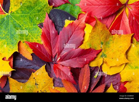 Collection Of Different Autumn Colored Leaves Texture Background Stock